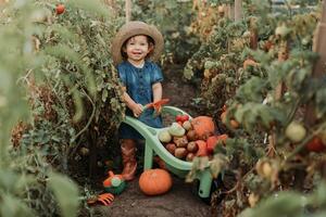 ragazza raccolta Ritaglia di verdure e frutta e mette esso nel giardino carriola. autunno concetto foto