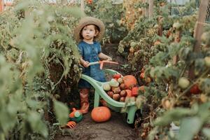 ragazza raccolta Ritaglia di verdure e frutta e mette esso nel giardino carriola. autunno concetto foto