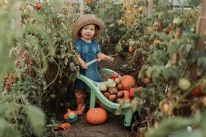 ragazza raccolta Ritaglia di verdure e frutta e mette esso nel giardino carriola. autunno concetto foto