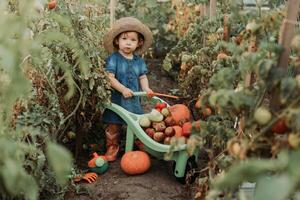 ragazza raccolta Ritaglia di verdure e frutta e mette esso nel giardino carriola. autunno concetto foto