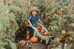 ragazza raccolta Ritaglia di verdure e frutta e mette esso nel giardino carriola. autunno concetto foto