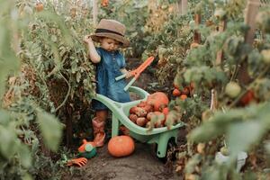 ragazza raccolta Ritaglia di verdure e frutta e mette esso nel giardino carriola. autunno concetto foto