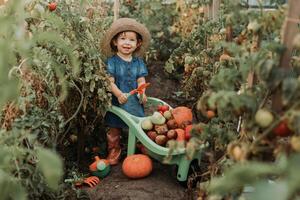 ragazza raccolta Ritaglia di verdure e frutta e mette esso nel giardino carriola. autunno concetto foto