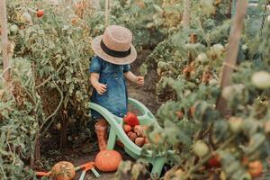 ragazza raccolta Ritaglia di verdure e frutta e mette esso nel giardino carriola. autunno concetto foto