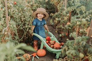ragazza raccolta Ritaglia di verdure e frutta e mette esso nel giardino carriola. autunno concetto foto