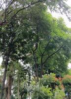 un' natura verde alberi nel il cortile foto