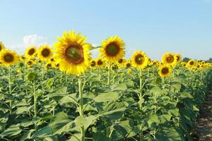 girasoli di fronte il sole nel il mattina. giallo fiori nel il giardino. verde le foglie. blu cielo con nube. foto