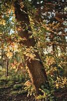 quercia albero colorato le foglie nel autunno sole foto