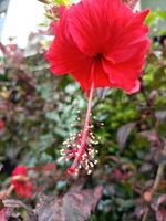 ibisco fiori, ibisco rosa sinensis, ha luminosa rosso colore foto