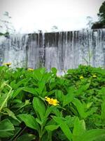 giallo margherita fiore pianta con cascata sfondo foto