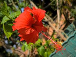 ibisco fiori o ibisco rosa sinensis ha luminosa rosso colore foto