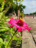 zinnia fiori siamo luminosa buio rosa con giallo pistilli foto