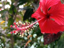 ibisco fiori, ibisco rosa sinensis, ha luminosa rosso colore foto