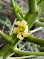 vicino su di bellissimo bianca papaia fiori. bellissimo papaia fiori e mini cuffie. papaia fiore o pawpaw fiore siamo in forte espansione. foto