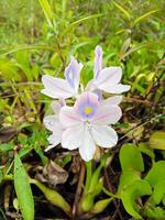 bellissimo Comune acqua giacinto - eichhornia crassipi, fiori foto