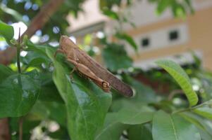 macro fotografie di cavalletta pearched su le foglie