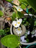il bianca fiore di strisciante burhead o echinodoro foto