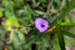 ruellia simplex o comunemente chiamato kencana ungu nel Indonesia, è un' Fiore di campo trovato nel prati o bordi delle strade e è comunemente trovato nel il tropici. foto