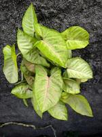 foglia di punta di freccia pianta o syngonium foto