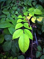 verde carambola le foglie per un' contrastante sfondo foto