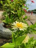 leggero giallo zinnia fiori siamo fioritura foto