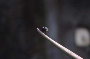 macro fotografie di insetti con buio sfondo