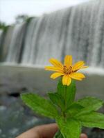 giallo margherita fiore pianta con cascata sfondo foto