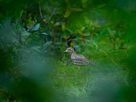 un' piccolo uccello in piedi nel il erba vicino alcuni cespugli foto