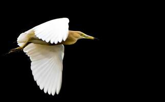 un' bianca uccello volante nel il buio con suo Ali diffusione foto