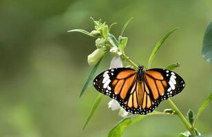 un' monarca farfalla su un' fiore foto