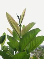 vicino su foto di un' luminosa verde guaiava impianti nel il cortile a il lato di mio Casa, Questo pianta produce guaiava frutta quello cresce davvero nel Indonesia