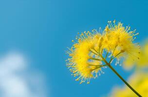 ai generato mimosa fioriture sotto chiaro cielo foto