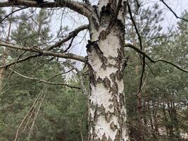 betulla tronco e abbaiare nel il foresta foto