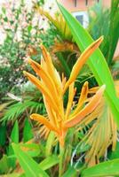 giallo fiori heliconia psittacorum o di pappagallo becco, parrocchetto fiore, di pappagallo fiore, di pappagallo piantaggine, falso uccello del paradiso decorativo nel il giardino foto