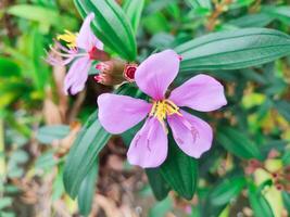 Questo è un' fiore a partire dal un' albero melastoma malabathricum. melastoma famiglia melastomataceae scientifico nome melastoma malabathrico l. foto