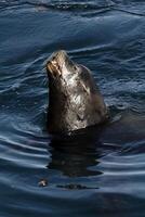 mare Leone testa attaccare su su di acqua monterey baia California foto