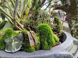 coperto di muschio pietre nel il giardino foto