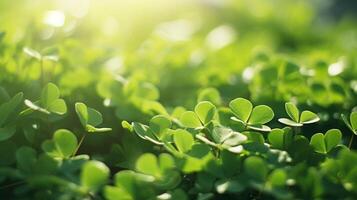 ai generato fortunato trifoglio le foglie per st. Patrick giorno. bandiera con irlandesi trifoglio le foglie foto