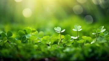 ai generato fortunato trifoglio le foglie per st. Patrick giorno. bandiera con irlandesi trifoglio le foglie foto