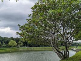 mini jogging parco su il semarang centrale Giava con lago, nuvoloso vibrazioni e blu cielo. il foto è adatto per parco sfondo, rilassare e godere posto soddisfare media.