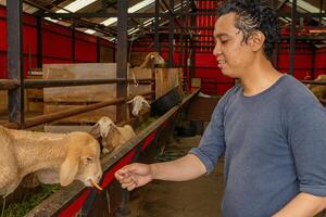 uomo era alimentazione il pecora Ovis Ariete su il nazionale azienda agricola il foto è adatto per uso per azienda agricola manifesto e animale soddisfare media.