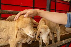 petting animale gruppi pecora Ovis Ariete su il nazionale azienda agricola. il foto è adatto per uso per azienda agricola manifesto e animale soddisfare media.