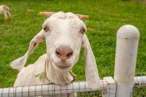 animale temi bianca capra capra aegagrus hircus su il verde azienda agricola. il foto è adatto per uso per animale selvaggio vita e animale soddisfare media.