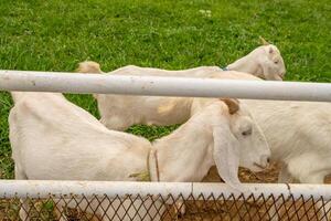 animale temi bianca capra capra aegagrus hircus su il verde azienda agricola. il foto è adatto per uso per animale selvaggio vita e animale soddisfare media.