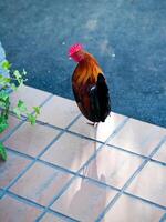 rosso e nero Gallo in piedi su veranda piastrelle all'aperto foto