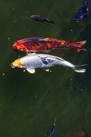 Due grande koi pesce nuoto lato di lato nel verde acqua stagno foto