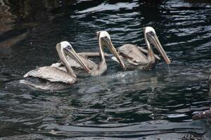 tre Marrone pellicani nuoto vicino banchine monterey baia California foto