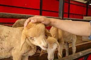 petting animale gruppi pecora Ovis Ariete su il nazionale azienda agricola. il foto è adatto per uso per azienda agricola manifesto e animale soddisfare media.