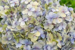 struttura e superficie di piccolo fiore bokor ortensia su il verde giardino. il foto è adatto per uso per botanico sfondo, sfondo manifesto e flora formazione scolastica soddisfare media.