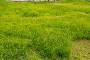 paesaggio verde savana su il natura villaggio con nuvoloso vibrazioni. il foto è adatto per uso per avventura soddisfare media, natura manifesto e per paesaggio sfondo.